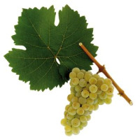 Urodziny Rieslinga
